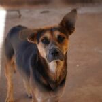 Refuerza Salud vigilancia epidemiológica contra la rickettsiosis