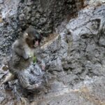 Organización pide trasladar al mono Punch a un santuario; afirma que el animal sufre un trauma