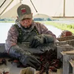 Falta de trabajadores migrantes afecta temporada alta de cangrejo de río en EU