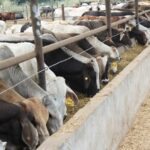 Ganado de Chihuahua, entre los más seguros para EE.UU.: Berdegué