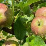 Alertan por déficit de horas frío y posible impacto en cultivos de Chihuahua