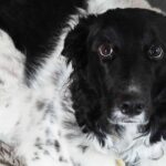 Brasil avala custodia compartida de mascotas tras separaciones de pareja