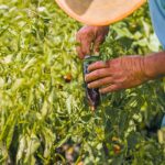 PEUA se ha convertido en un acceso burocratizado para los campesinos, señala Mario Vázquez