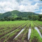 Sequía obliga a cambiar siembras y pone en riesgo alimentos en El Salvador