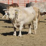 Apoya SDR mejoramiento genético con la adquisición de bovino de registro