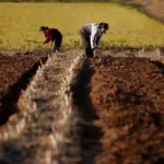 Corea del Norte enfrenta “severa sequía”, dice prensa estatal; activa medidas para proteger cosechas