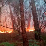 Evacúan a 3,500 personas por incendio forestal en Toscana
