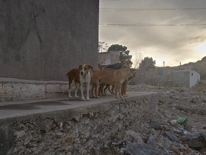 Aumentan denuncias por animales agresivos; DABA atiende reports