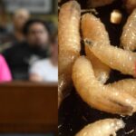 Gobierno Federal debe cerrar la frontera sur ante riesgo por el gusano barrenador, plantea Jaime Torres