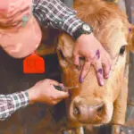 Avanza la plaga de gusano barrenador en Chihuahua; SENASICA confirma 30 casos activos
