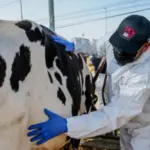 Descarta Salud casos de miasis por gusano barrenador en humanos en Chihuahua