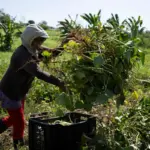 Cuba, pretexto de Rubio para reprimir a la izquierda en EU