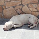 Busca Jael Argüelles esterilización obligatoria de mascotas en Reglamento de Bienestar Animal de Juárez.