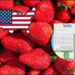 EU impone cuota a fresas mexicanas; esto pagarán los exportadores