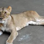 Leonas en zoológico de Tokio mueren por posible golpe de calor