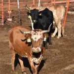 Chihuahua prevé reabrir frontera para exportación de ganado este jueves