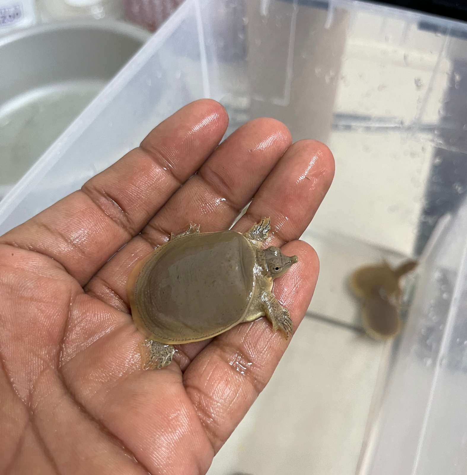Nacen ocho tortugas de concha blanda en el Parque Central