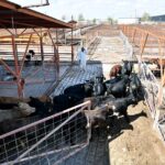 Reanudan exportación de ganado de Chihuahua a EU con primer cruce de 750 cabezas