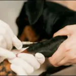 Chile, primer país de Sudamérica en erradicar rabia transmitida por perros
