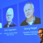 Nobel de Medicina 2026 reconoce a tres científicos por desarrollar la optogenética